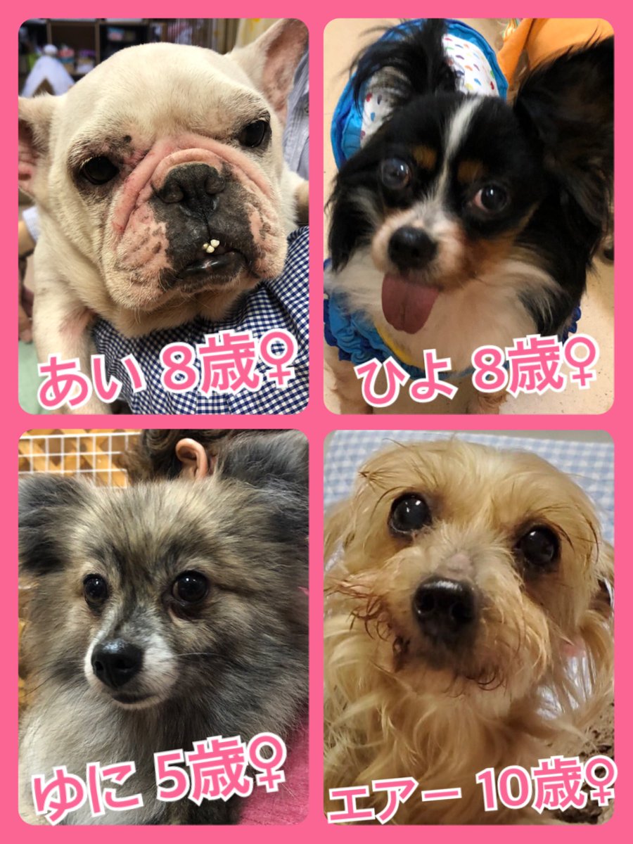 🐾今日の里親様募集中ワンコ🐶メンバーです🐾2020,4,29